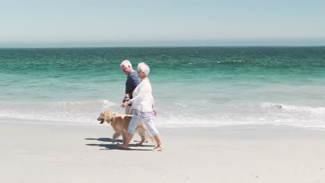old retired couple with dog
