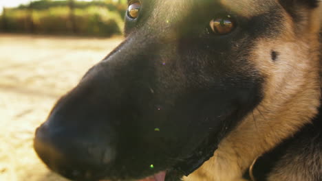 Portrait-of-a-german-shepherd-dog-in-slow-motion