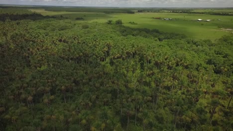 Grupo-De-Palmas-Moriches-En-Una-Sabana-Venezolana