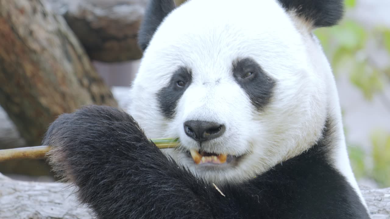 el panda gigante (ailuropoda melanoleuca) también conocido como el oso panda o simplemente el panda, es un oso nativo del sur de china central.