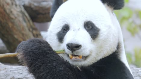 giant panda (ailuropoda melanoleuca) also known as the panda bear or simply the panda, is a bear native to south central china.