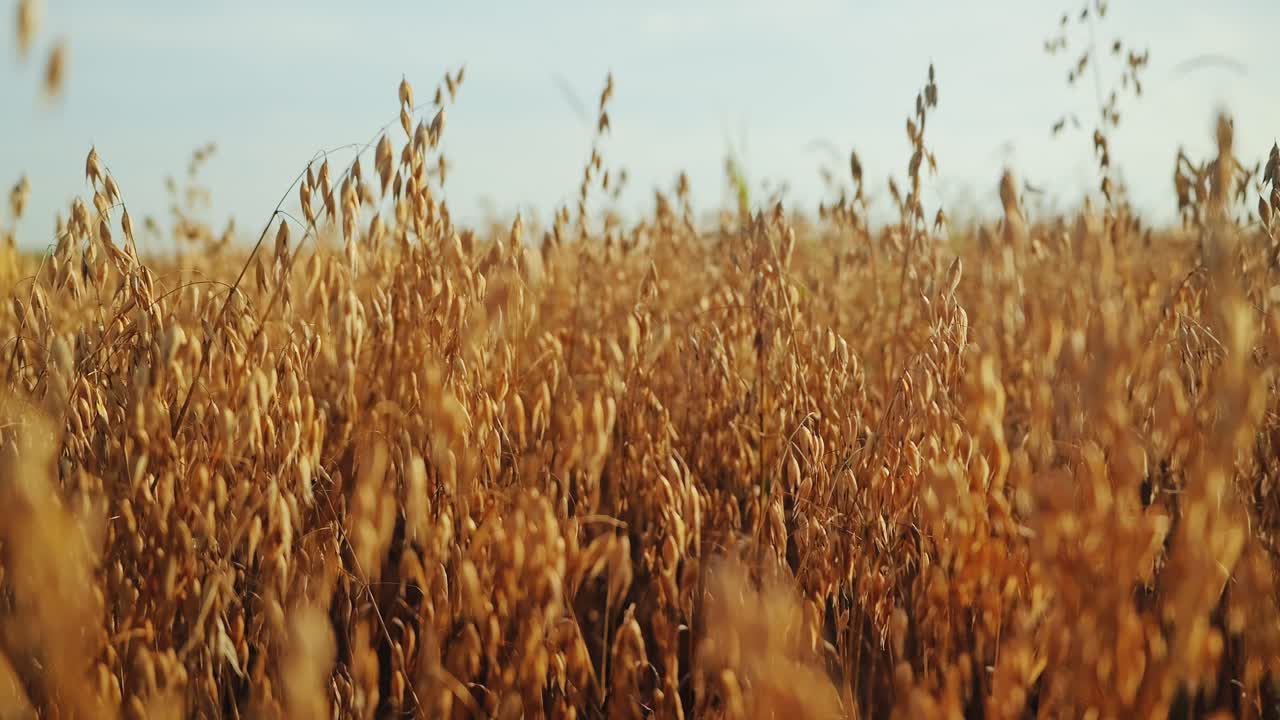 Golden oat field glows in sunlight reflecting nature’s rhythm and harvest