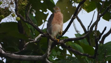 Falke-Entspannt-Sich-Auf-Einem-Baum,-UHD-Video.