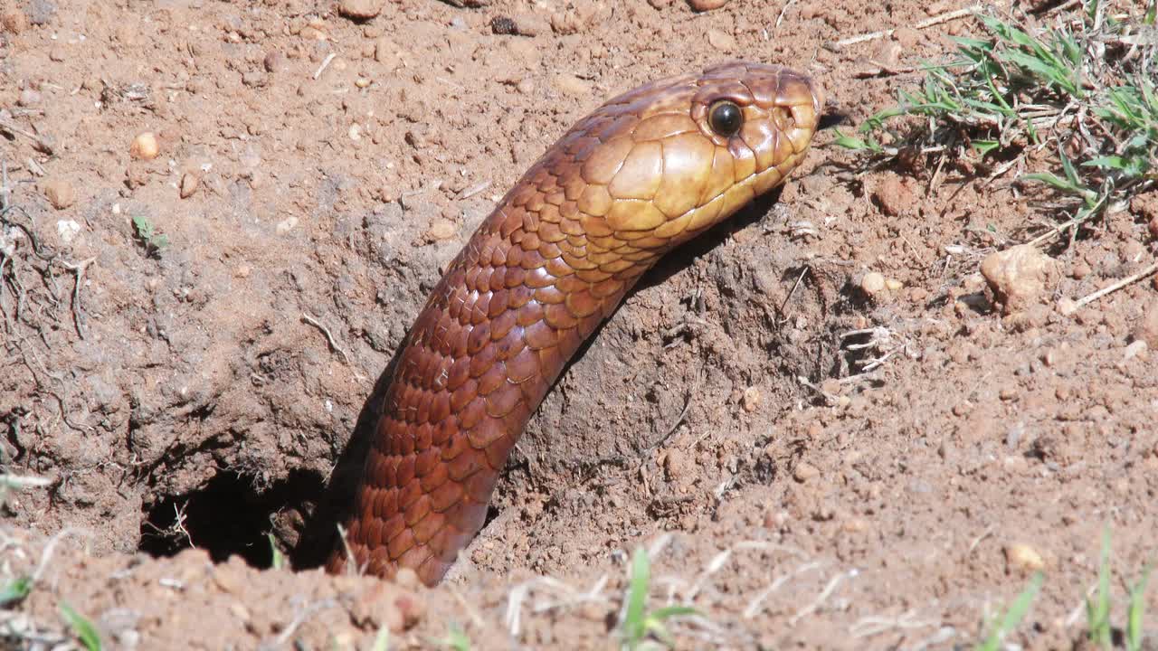 성인 황금 갈색 케이프 코브라가 굴에서 나오기 시작합니다.