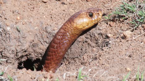 An-adult-golden-brown-Cape-cobra-starts-to-emerge-from-it's-den