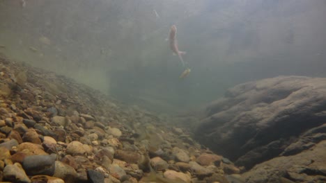 El-Parque-Nacional-Kaeng-Krachan-Es-El-Hogar-De-Muchos-Animales-Salvajes-Fantásticos-Y-Los-Arroyos-Son-Una-Fuente-De-Vida-De-Agua-Dulce-Para-Que-Los-Animales-Beban-Y-Los-Peces-Naden.