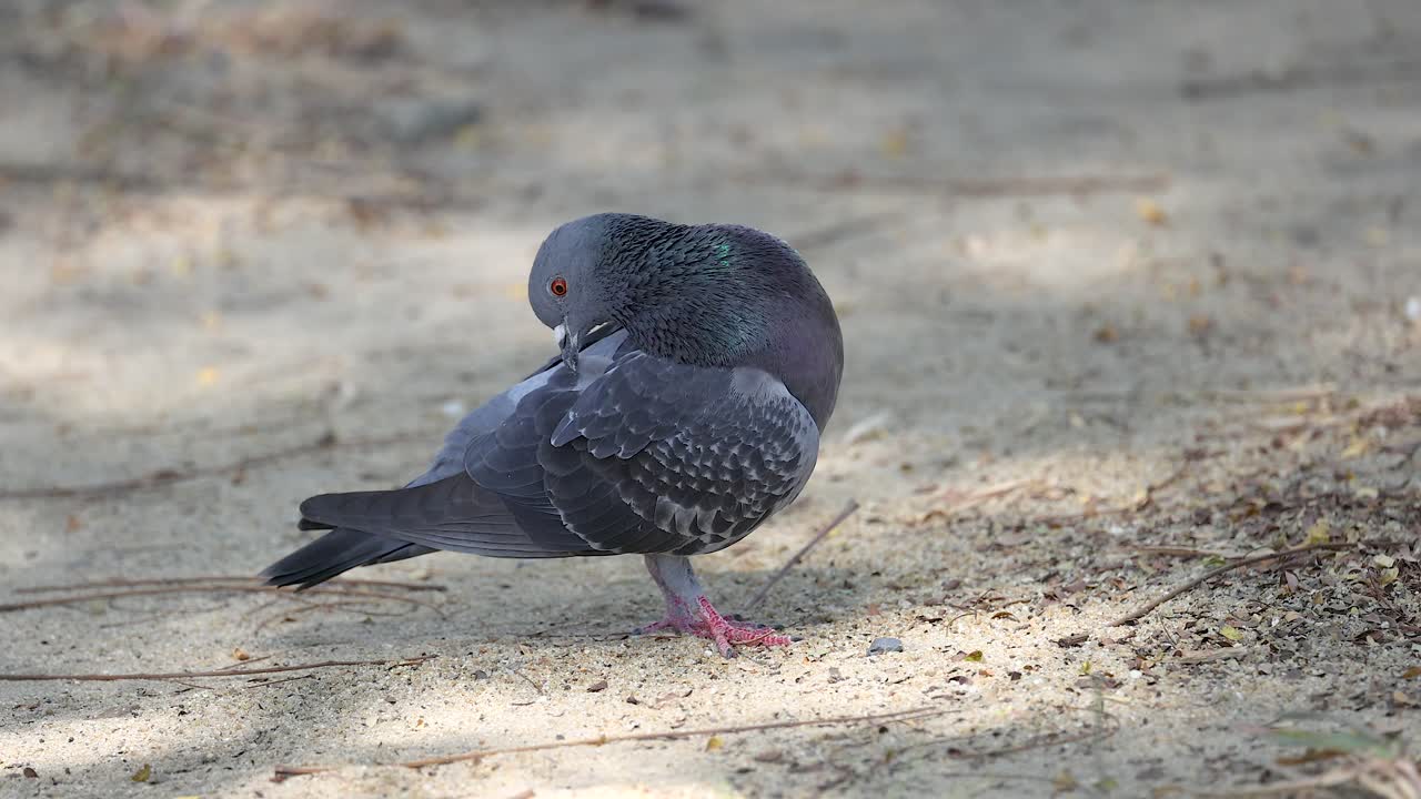 paloma limpiándose en el suelo