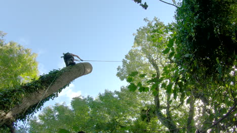 female tree surgeon arborist dropping a huge section of ash tree trunk stem