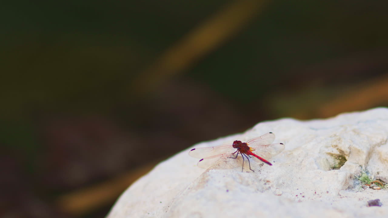 libélula en una roca