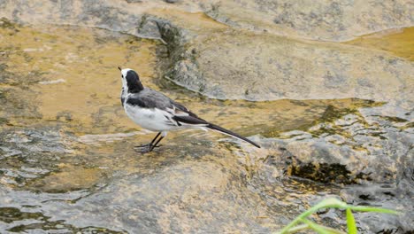 white wagtail  bird foraging in mountain stream puddle