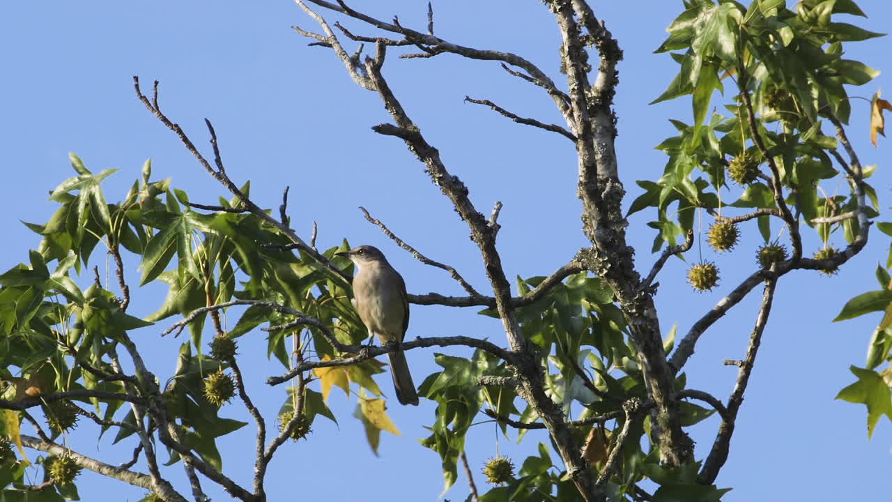 아침에 작은 나뭇가지에 앉아 있는 흉내지빠귀