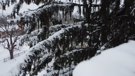 Ramas-Cubiertas-De-Nieve-De-Un-árbol-Siempre-Verde,-Un-Dron-Vuela-Muy-Cerca