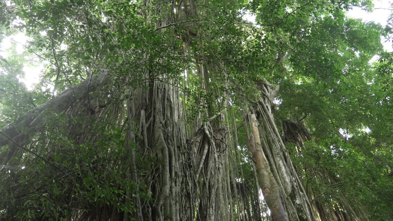 Tall hanging liana in Bali Ubud rainforest jungle canopy woodland Indonesia