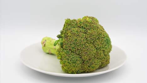 lapso de tiempo de brócoli podrido. 40 días en 25 segundos
