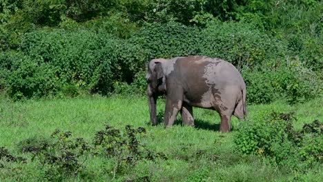 los elefantes asiáticos son especies en peligro de extinción y también son residentes de tailandia