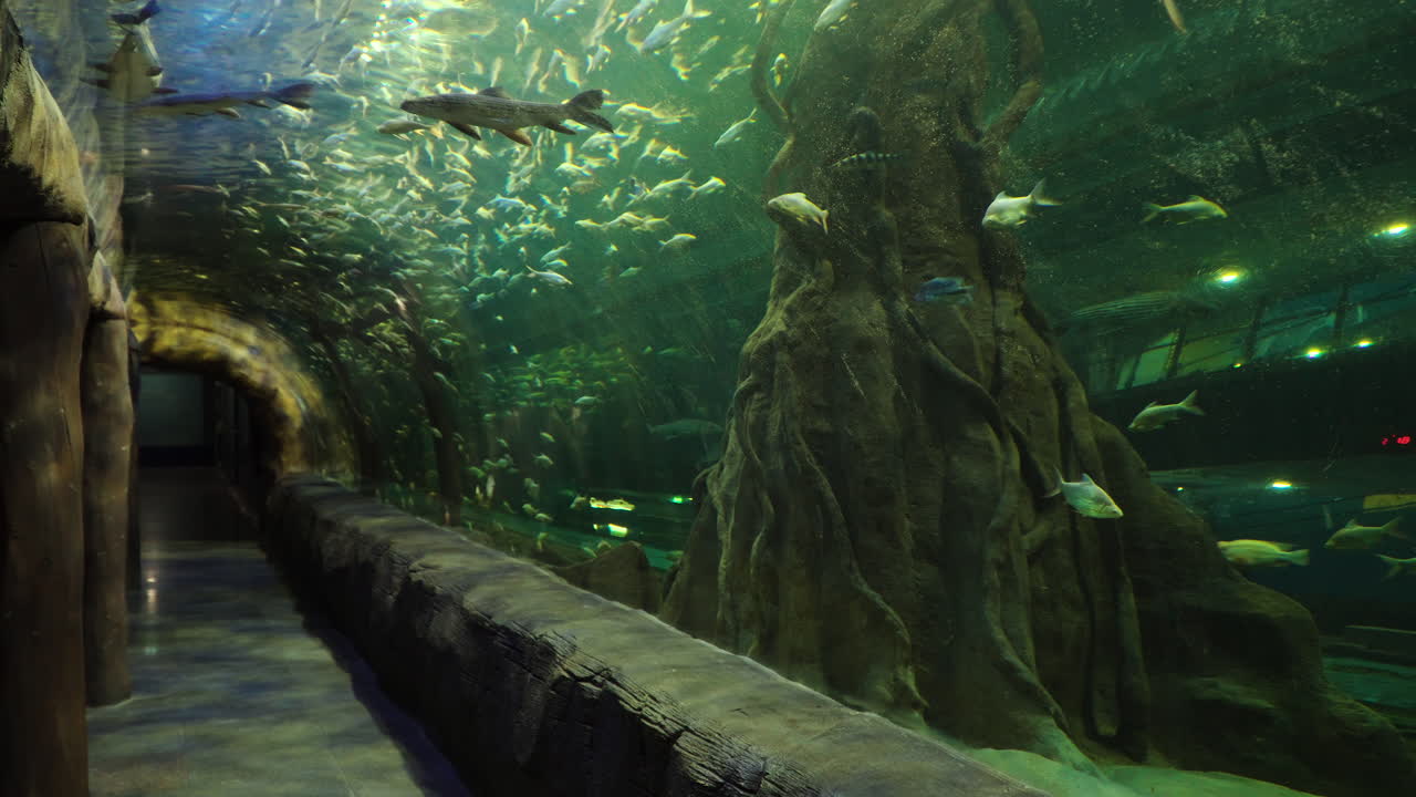 수중 해양 세계 생태계 의 물고기 들 이 있는 거대 한 데이지온 수족관 을 통과 하는 터널 산책로