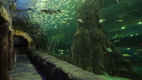 tunnelweg durch das riesige daijeon-aquarium mit fischen des unterwasser-meereswelt-ökosystems