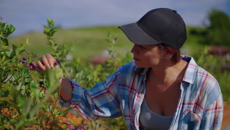 mujer recogiendo arándanos en una granja