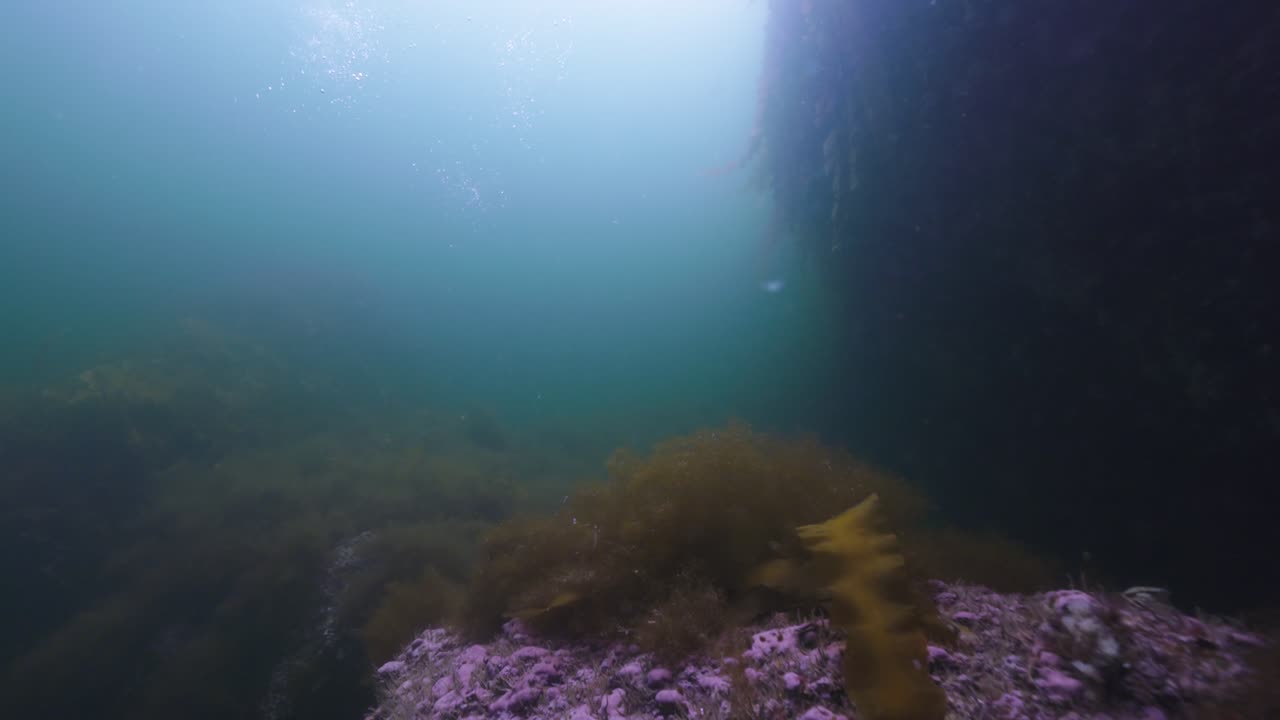 Zeekoet zwemt onder water in Percé, Quebec, filmische 4K-beelden van 60 FPS van de onderwaterwereld met een koud Atlantisch ecosysteem en natuurlijk jachtgedrag