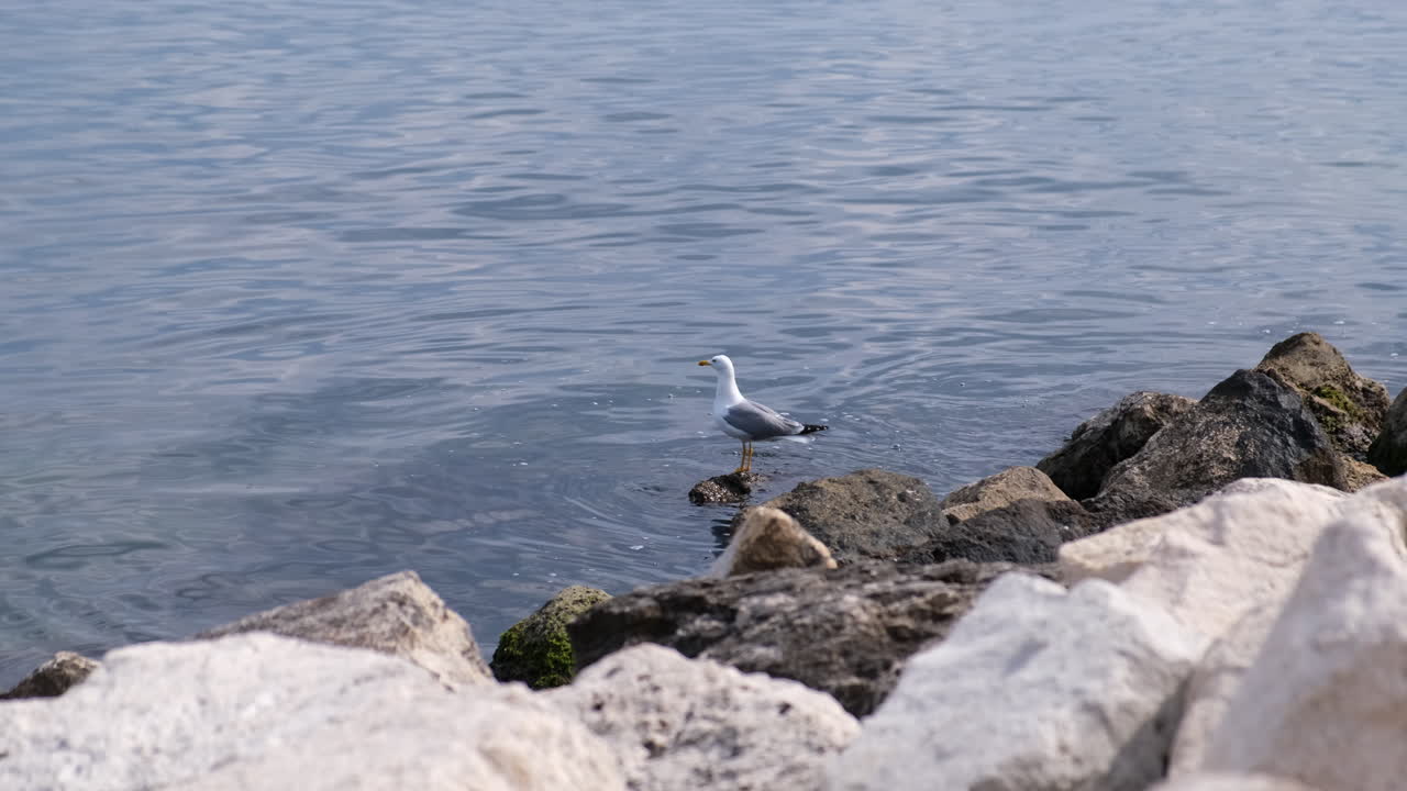 石の上でくつろぎながら海を眺めるカモメの広角ショット。