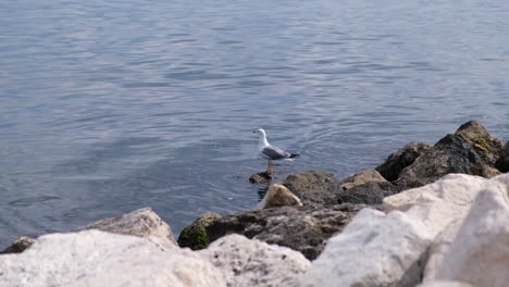 wide shot of seagull relaxing on a stone watching the sea