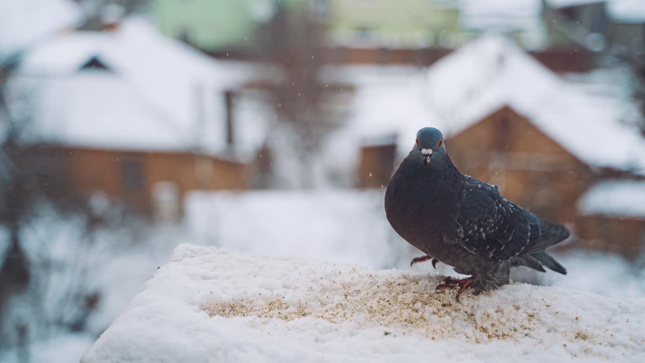 Pigeons feeding on seeds in winter. Birds on the streets of the city.