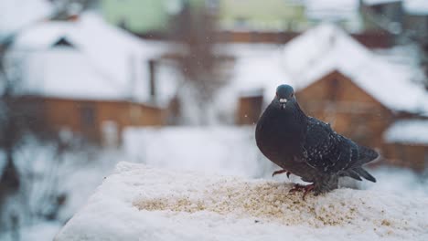 pigeons feeding on seeds in winter. birds on the streets of the city.