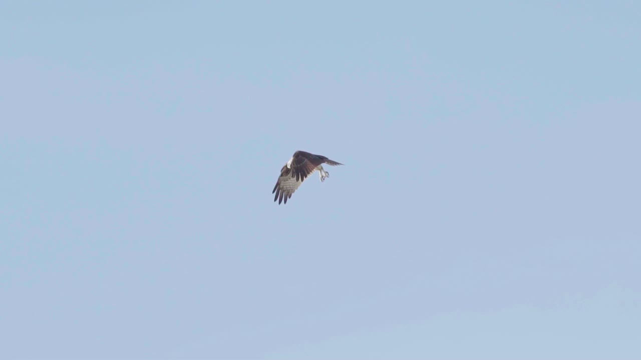 águila pescadora volando en el cielo buscando comida en cámara lenta