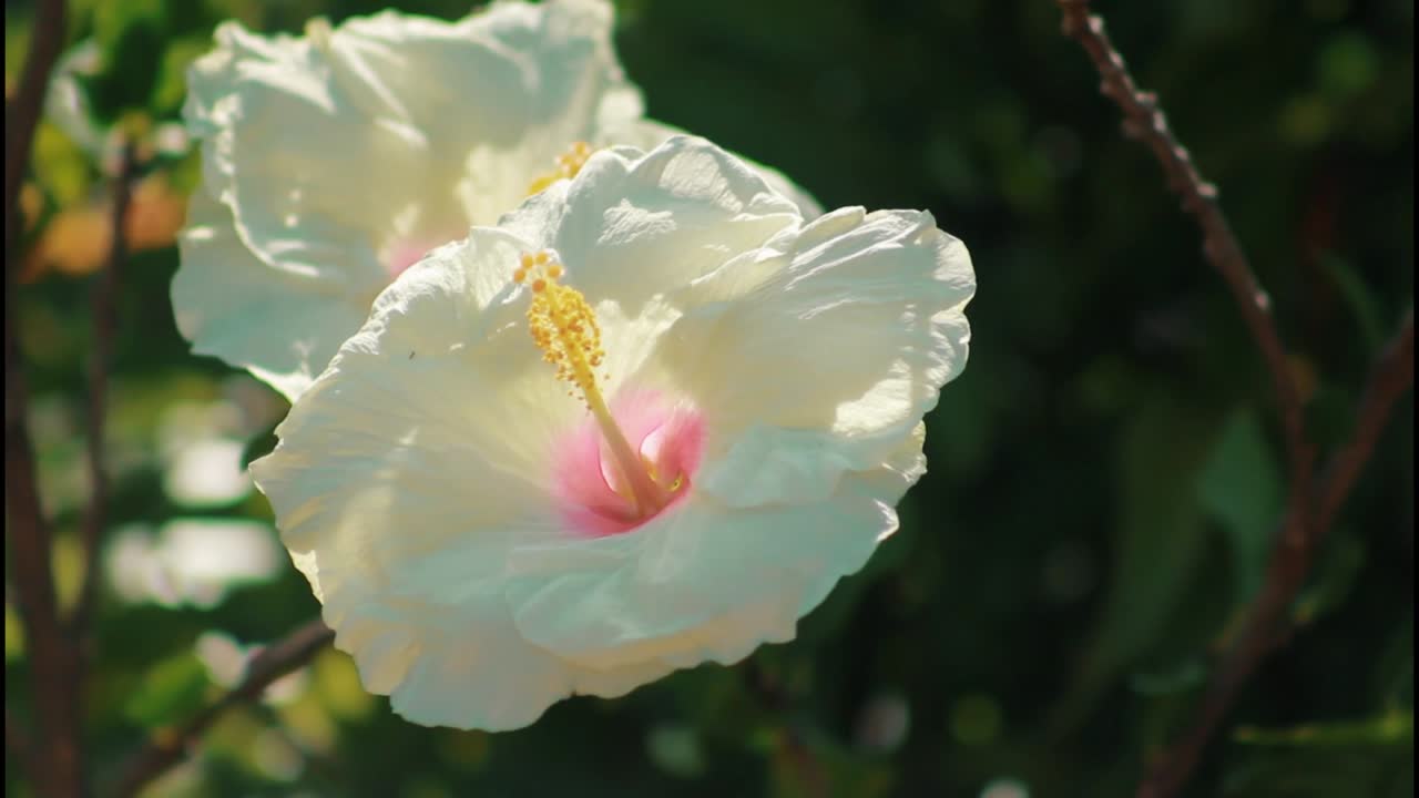 primer plano de una hermosa flor de hibisco blanco