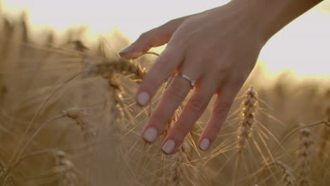 Granjero-Caminando-Por-El-Campo-De-Trigo-Al-Atardecer-Tocando-Espigas-Con-Las-Manos---Concepto-De-Agricultura