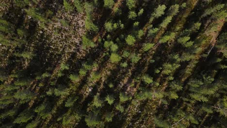 aerial forest landscape with evergreen pine trees, top down view