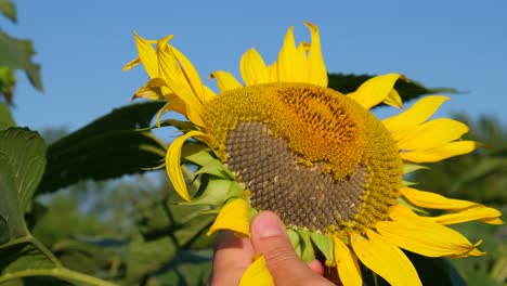 A Young Man in a Field of Sunflowers Pulls Sunflower Seeds from a Flower a Young Man in a Field of Sunflowers Pulls Sunflower Seeds from a Flower an Agronomist Checks Sunflower Seeds for Ripeness