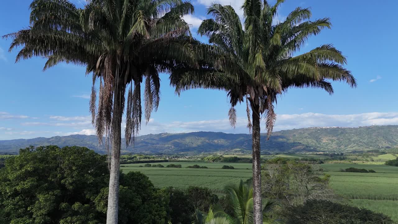 paisaje tropical cenic con dos palmeras