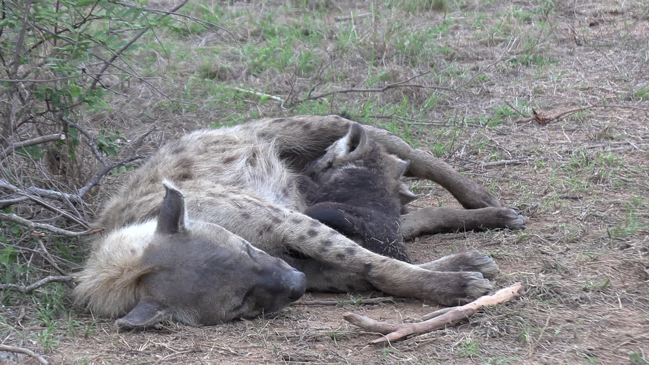 Close view of female hyena lying on ground and suckling her cub