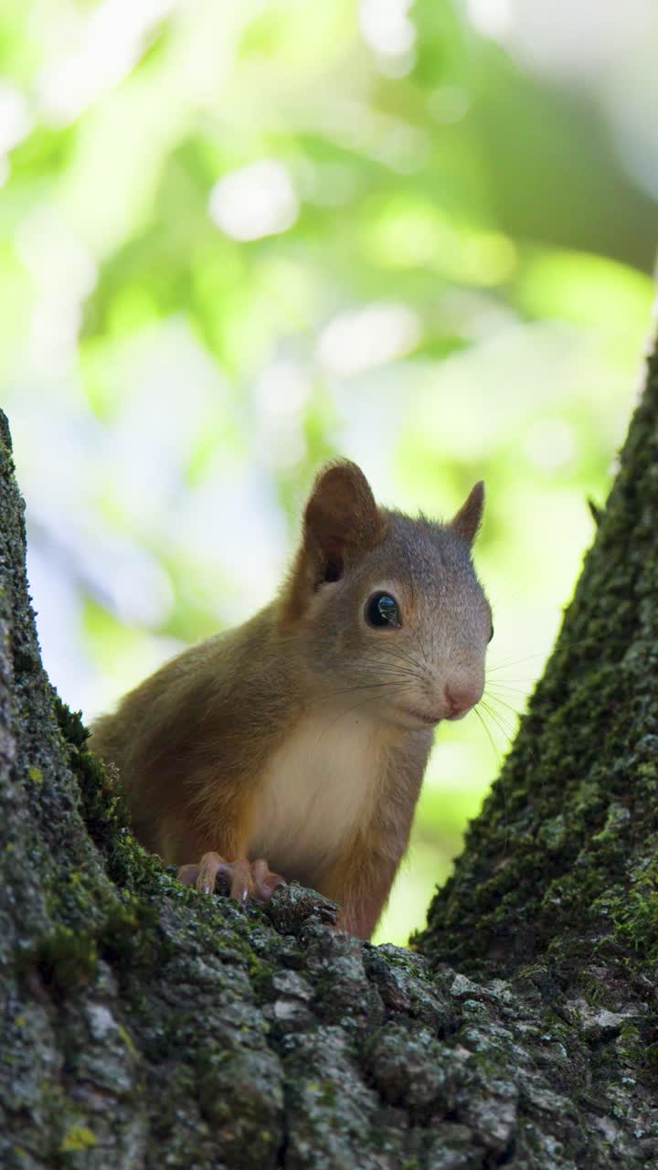 Scoiattolo rosso curioso appollaiato su un albero muschioso, circondato da una lussureggiante foresta verde alla luce del giorno