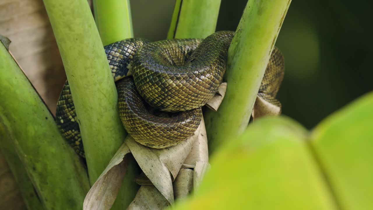 Serpente arboreo verde avvolto su steli di piante in una foresta tropicale.