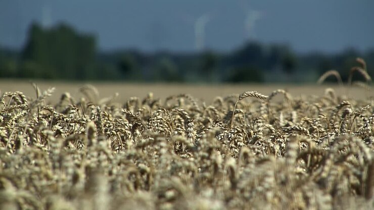 Campo di grano nella Magdeburger Boerde pochi minuti prima del raccolto, Germania