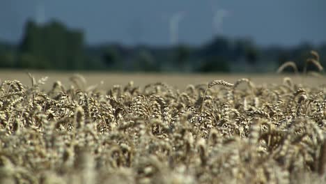 campo de trigo en magdeburger boerde unos minutos antes de la cosecha, alemania