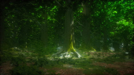 enchanted forest scene