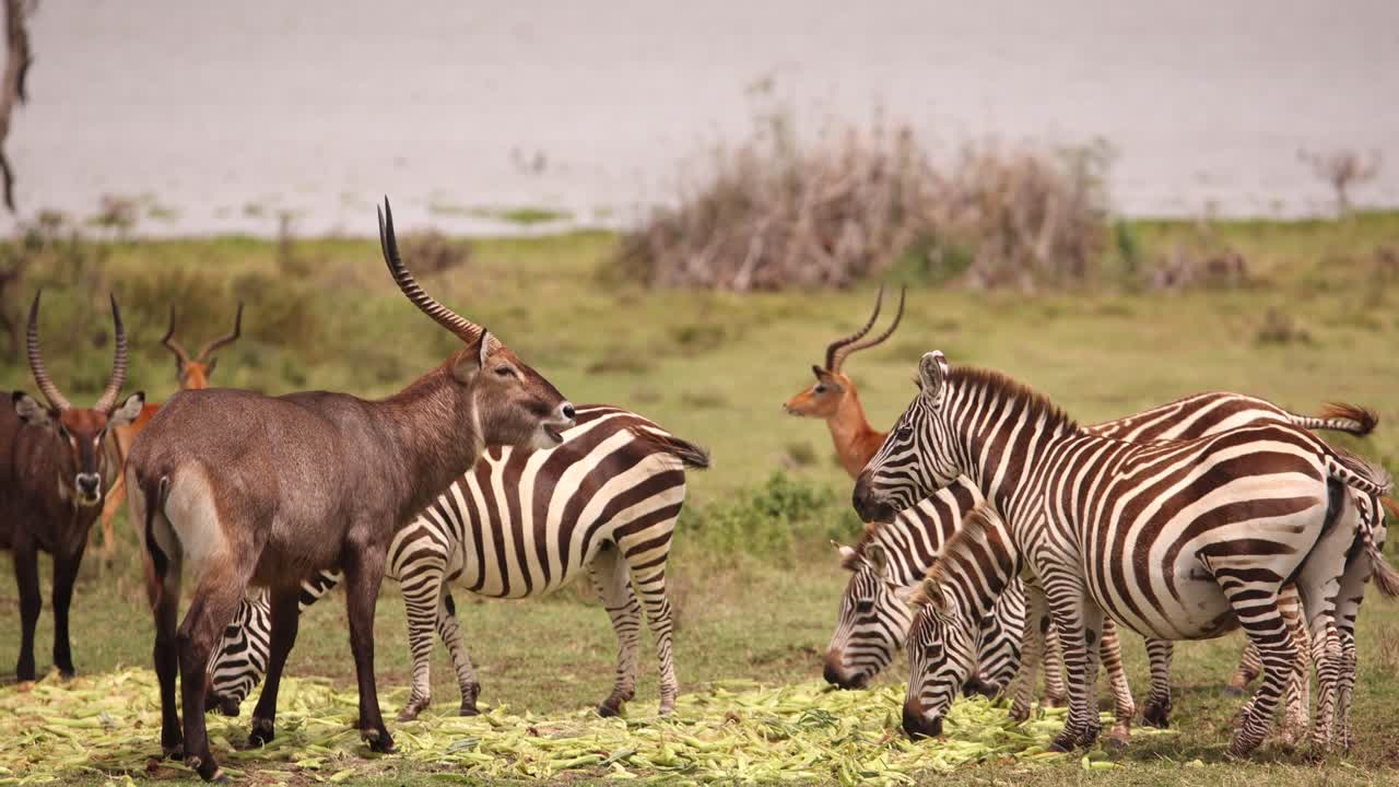 Zebras and antelopes grazing on grassy plains by a lake in Crescent Island, Kenya, during daytime