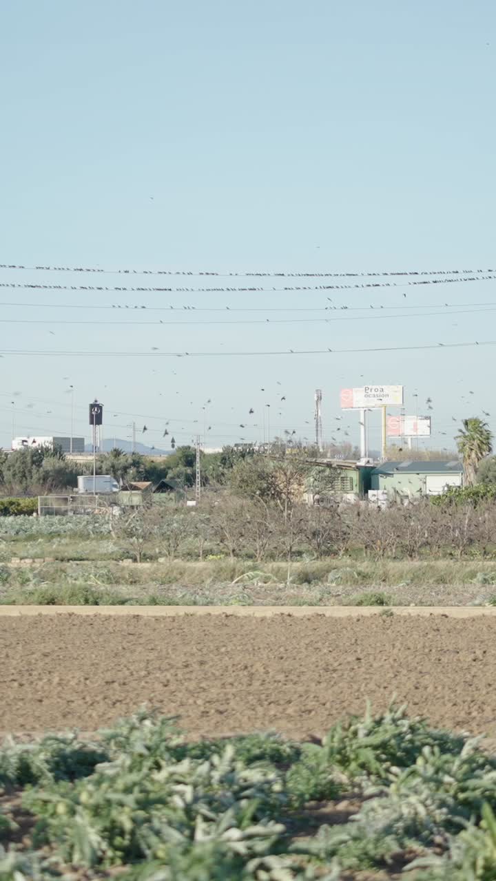 Uno stormo di uccelli sopra un paesaggio agricolo rurale.