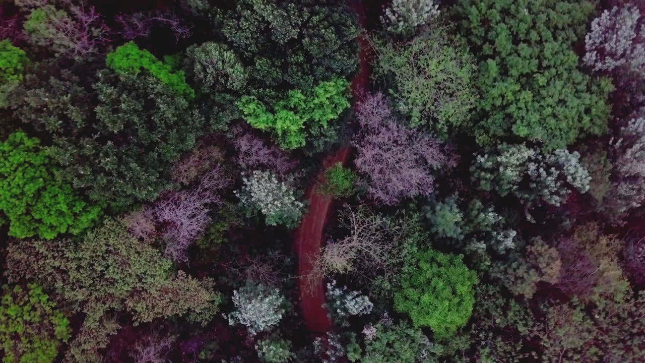Lush aerial view of the colorful forest canopy over a dirt road in Chikmagalur Mountain Range