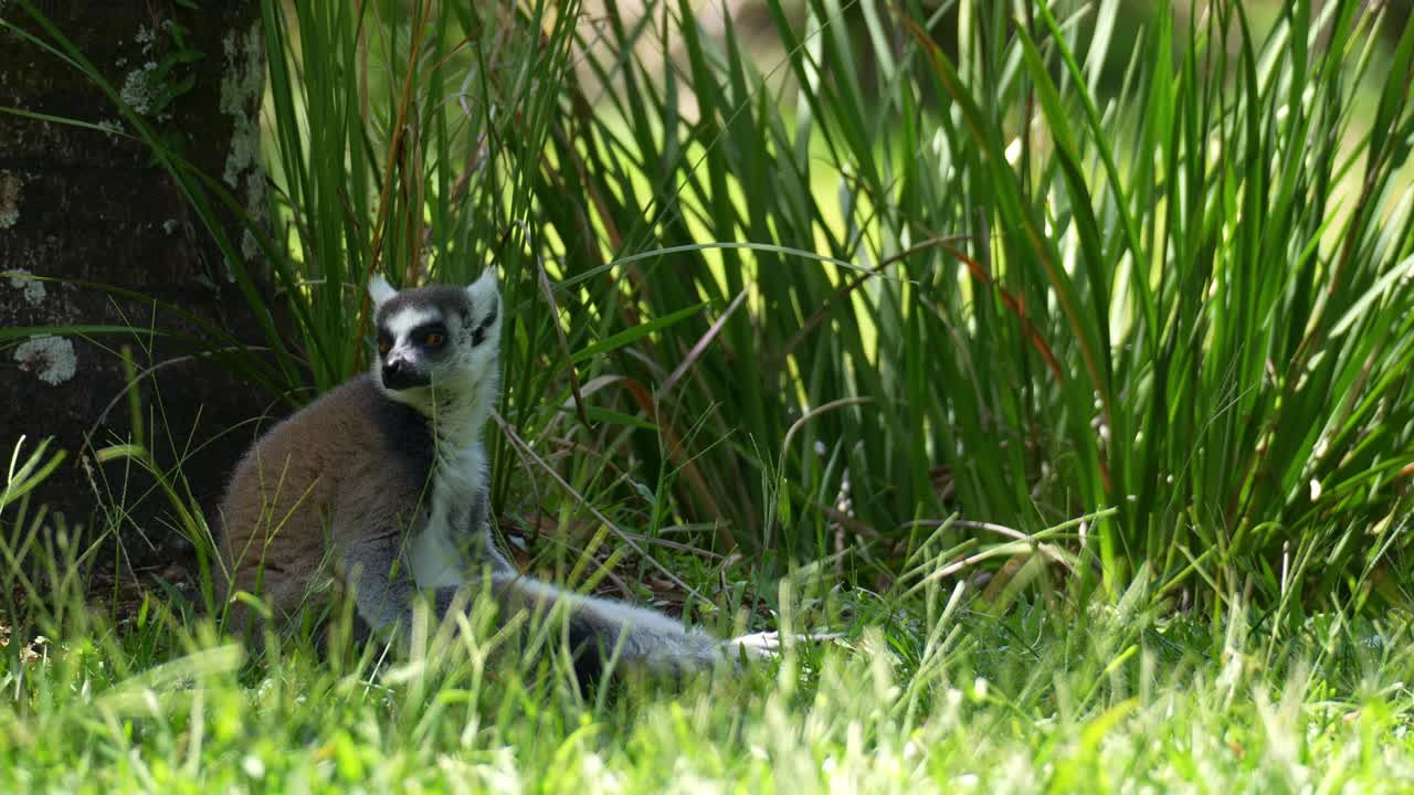 Un lemure dalla coda ad anelli (Lemur catta) seduto sull'erba, che si rilassa all'ombra, mentre osserva l'ambiente circostante, primo piano