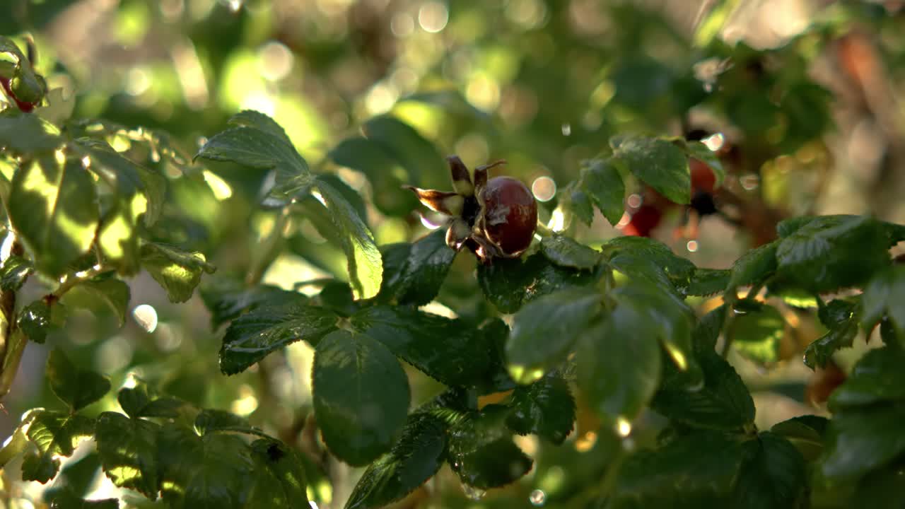 Gocce di pioggia che cadono in super slow motion