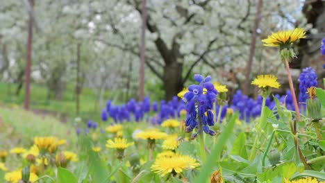 葡萄 hyacinths muscari 在春天在花園中生長