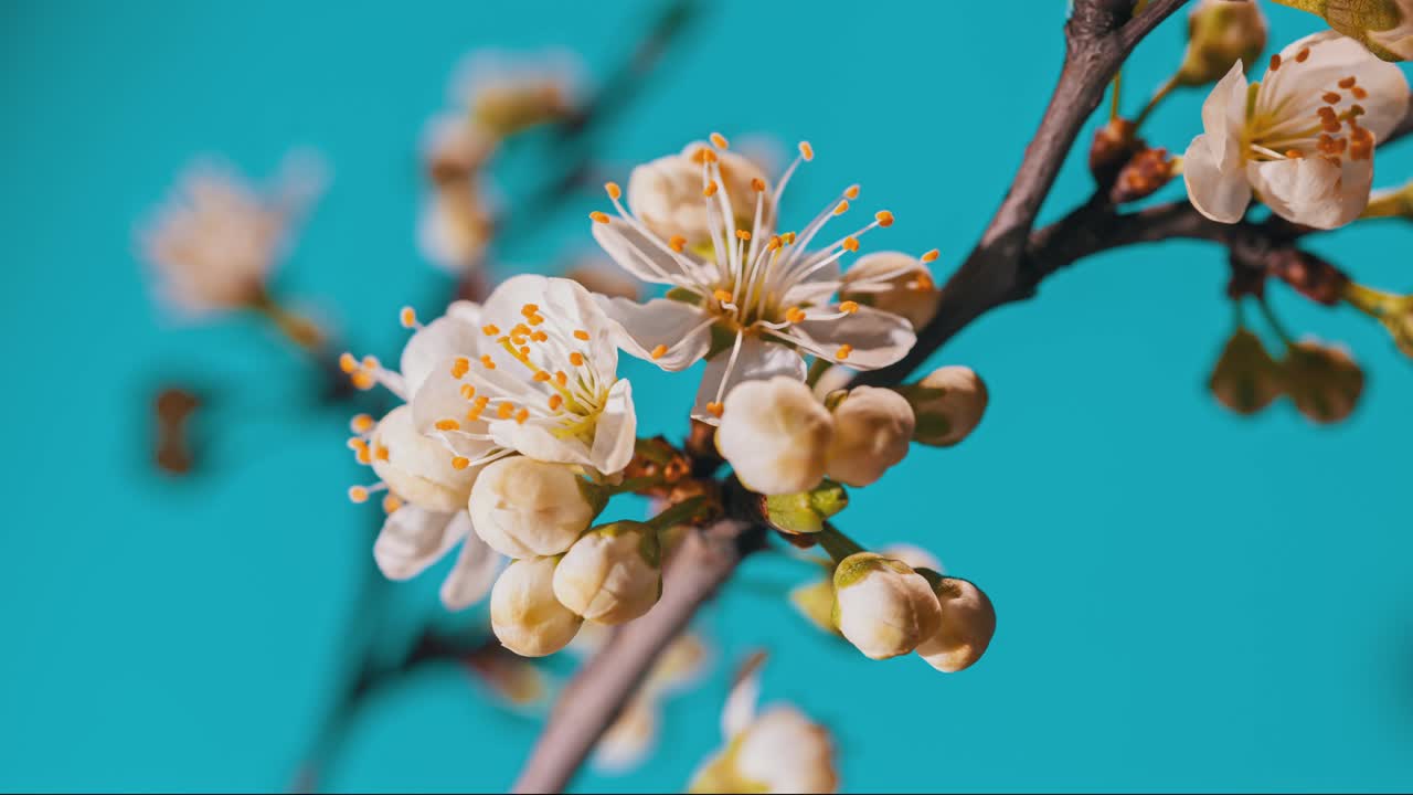 las flores de primavera florecen. toma de timelapse de las flores en flor contra un fondo azul. jardines en flor toma de primer plano del tiempo acelerado. floración de una planta fructífera, manzana, pera, ciruela, albaricoque.