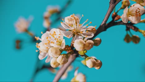 spring flowers bloom. timelapse shot of blossoming flowers against a blue background. blooming gardens close-up shot of accelerated time. flowering of a fruitful plant, apple, pear, plum, apricot.