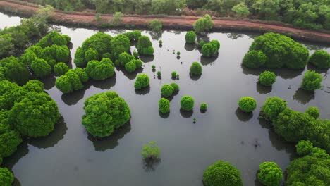 an aerial shot of mangrove trees on the back waters of goa, india