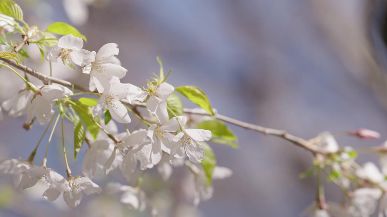 A cluster of white cherry blossoms hanging from a thin branch in springtime. Soft breeze causes the flowers to sway slightly under warm, bright daylight in an outdoor park setting.