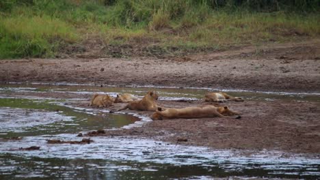 Telephoto-shot-of-group-of-lions-sleeping-on-riverside-after-hunting,-Tarangire